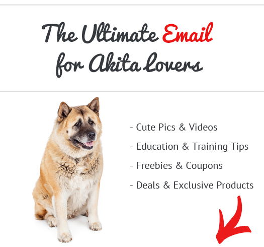 akita news, stories, pictures & products - akitas home