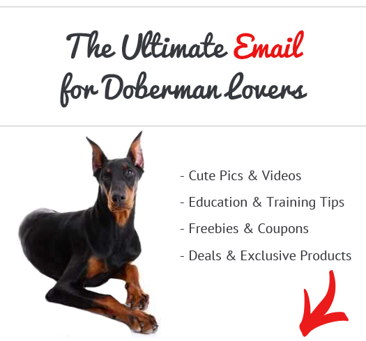 Doberman News, Stories, Pictures &amp; Products - Dobermans Home