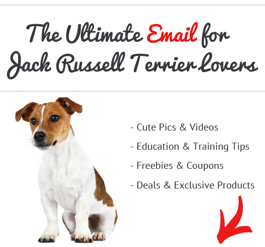 Jack Russell Terrier News, Stories, Pictures &amp; Products 