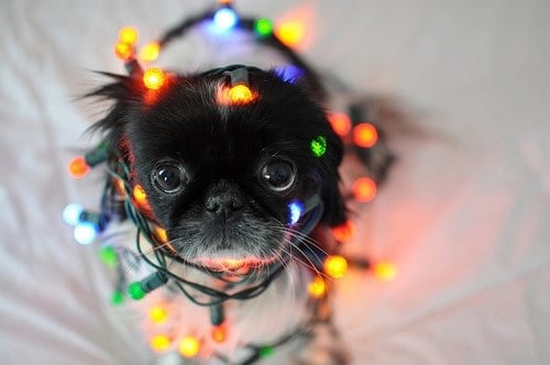 9 Extremely Dangerous Christmas Objects for Dogs