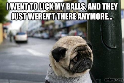 Awwww...this doggy looks very sad and depressed when he found out his balls are not there anymore. Leave a comment for this poor doggy! 