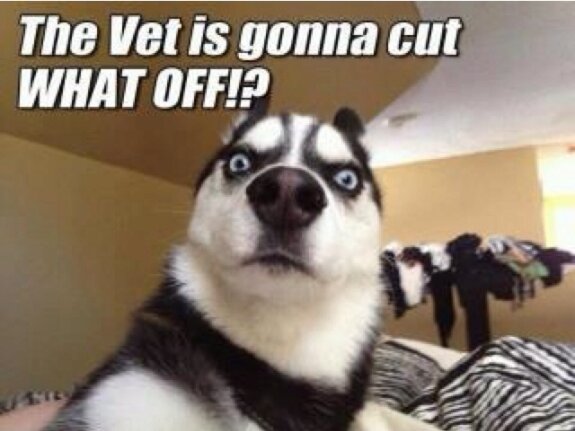 When he found out what the vet is gonna cut off when he gets fixed, this doggy just simply cannot believe it!