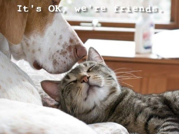 Be friends with the cat