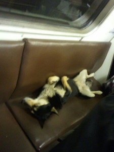 http://en.wikipedia.org/wiki/File:Dog_asleep_on_the_Moscow_Metro.jpg