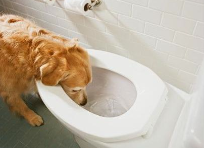 dog drinks toilet bowl cleaner