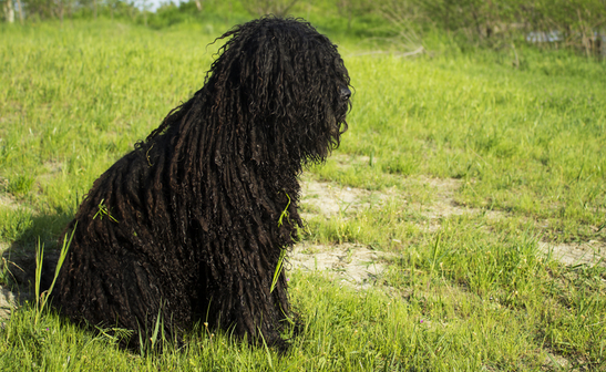 10 of the Hardest Breeds to Groom