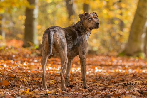 Louisiana Catahoula Leopard Dog newest dog breeds