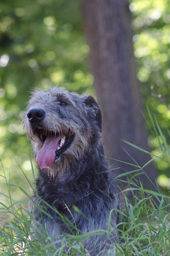 The Irish Wolfhound Tops Our List as The Worst Guard Dog