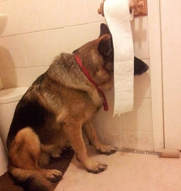 what happens if a dog eats a tissue