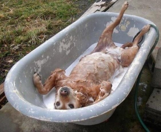 Anybody wanna join this doggy? She sure is loving the tub! 
