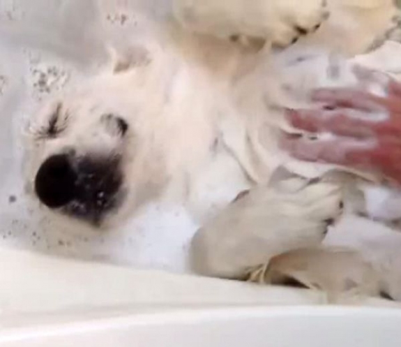 This is Casper the dog! And Casper loves his baths! 
