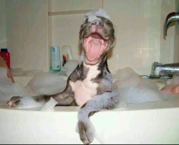 This doggy is all smiles while taking a bath! I've never seen a dog so happy to take a bath! 