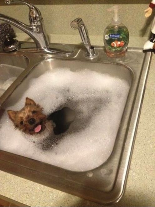 This Yorkie surely loves baths! Just look at the smile on his face!