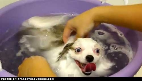 Does your doggy love baths? This doggy loves baths! You can see the smile on his face!