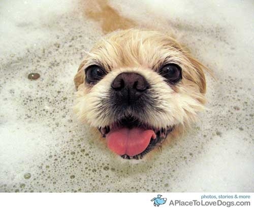 Seems like this doggy is happily swimming in his bath!