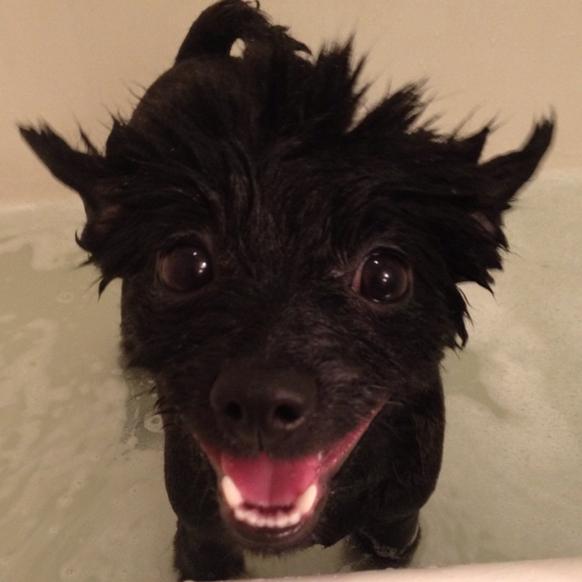 This doggy is all smiles while taking a bath! He loves it! 