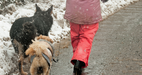 7 Things You Must Know Before Walking Your Dog in the Snow