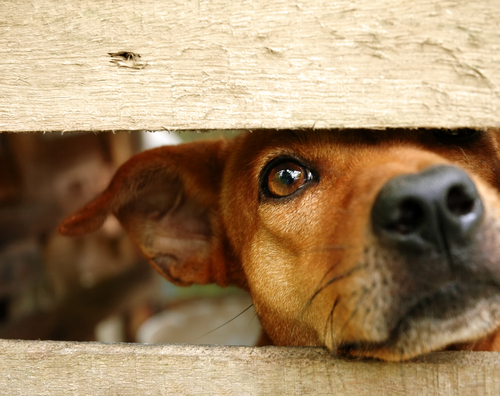 9 Ways You Can Seriously Help Your Local Animal Shelters