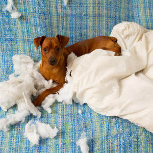 Prevent your dog from becoming destructive by giving him something to do