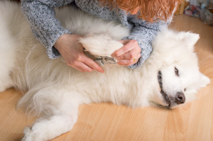 Regular nail trims are essential for your dog's health