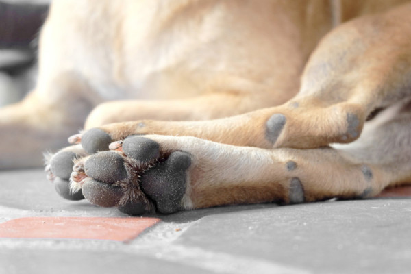 5 Must-Know Tips for Taking Care of Your Dog’s Paws – iHeartDogs.com