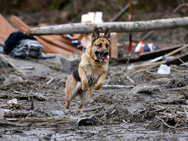 Dogs are simply amazing. They've been helping with the search and rescue mission. 