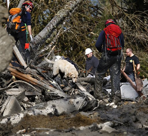 Searching through the debris using their powerful sense of smell. (AP Photo /The Herald, Dan Bates)