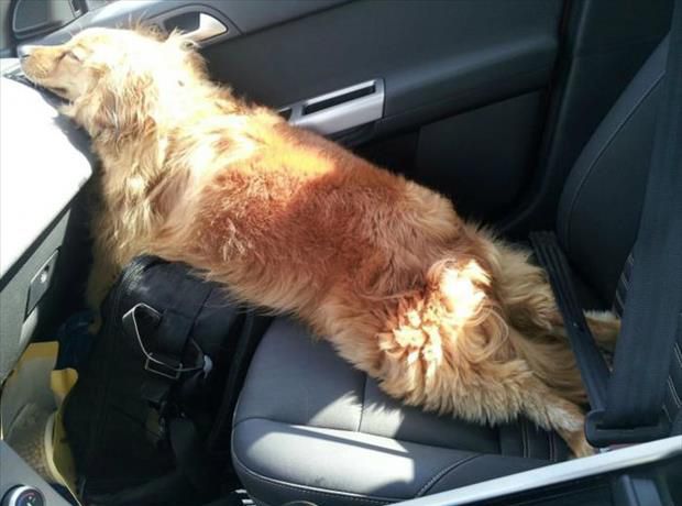 Even when the car is so packed, this doggy can still sleep. 