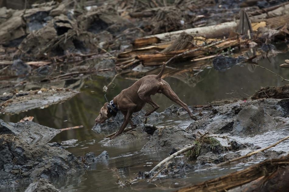 The search is very challenging. It's muddy and cold. (AP Photo/The Seattle Times, Marcus Yam)
