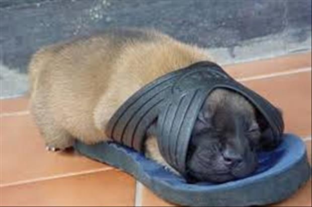 Sleeping in a slipper! So cute! 