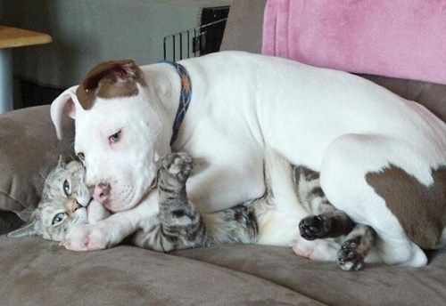Kitty wishes the dog would give him some personal space!