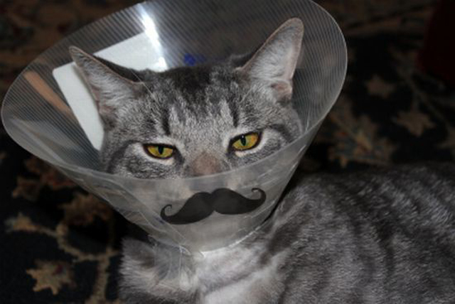 Here's another cat with a mustache! 