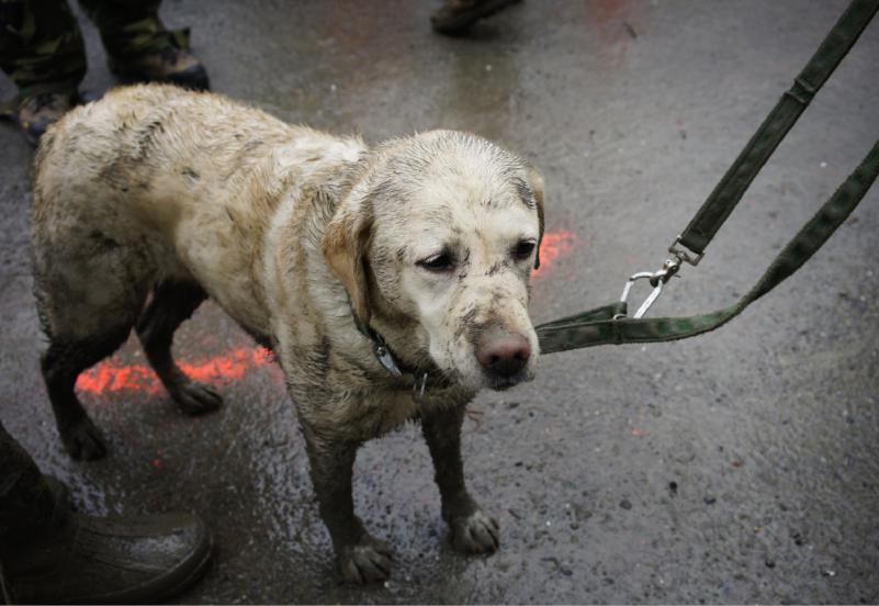 This is Tyron, one of the rescue dogs. He just had a long day searching through mud and debris. (AP Photo/Rick Wilking, Pool)