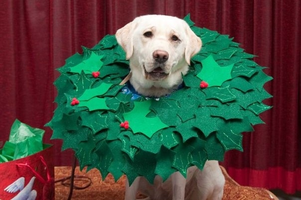 This doggy has Christmas-themed cone of shame! 