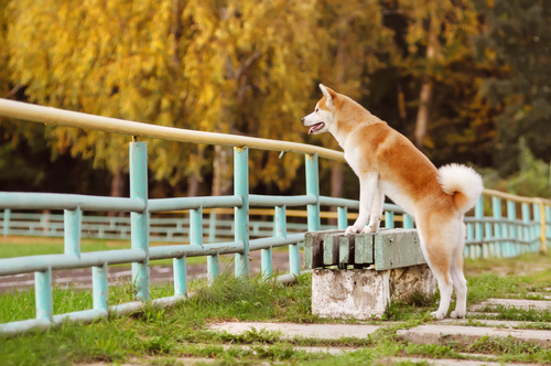 Excellent guard dog, extremely loyal to his family an Akita would be an awesome addition to a household that has knowledge of the breed. This dog needs a kind but firm alpha leader.