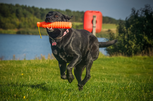Need a good running buddy? Most Labradors are up for a good walk, run, hike, game of fetch or playing tag with the kids. After they’ve expelled their energy, curling up near their people is preferred.