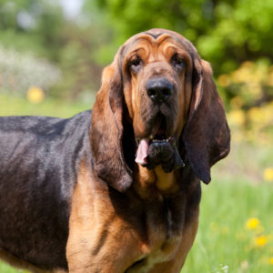 The 8 Dog Breeds That Slobber The Most