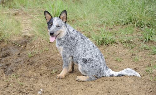 Farm dog, lots of land and freedom to run is what a Blue Heeler would love. What they need is an owner who will challenge them mentally and physically.