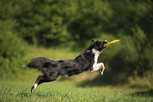 Full of life, the Border Collie loves to be with her family having fun and expelling energy. Plenty of physical and mental exercises are needed. These fast paced canines excel at sports.