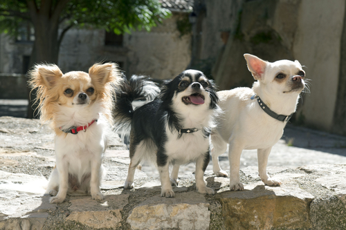 Little bundles of dynamite, Chihuahuas need little exercise and crave lots of attention. The right owner needs to be firm but also not be afraid to let the Chihuahua know they’re loved.
