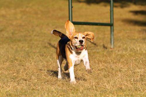 Beagles love any excuse to use their sniffer. Hide some treats and let them sniff it out. Train them to track, and give them a good belly rub at the end of the day.
