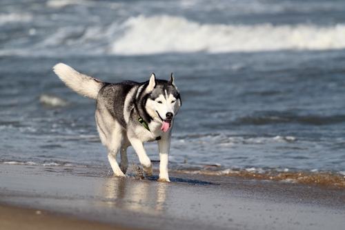 Beautiful, majestic, and energetic, the Husky thrives on exercise and interaction with its humans. Another dog who needs a job, he will love his family forever.
