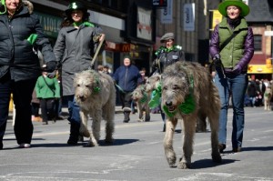 Irish Wolfhound Parade