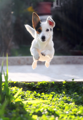 Cute, energetic and too smart for their own good, these little bundles of dynamite are really tricksters. Any owner would be lucky to have a JRT to train. Someone to fetch their slippers, get the paper and pour a cup of coffee. The last part may be a slight exaggeration, but he’d sure try!