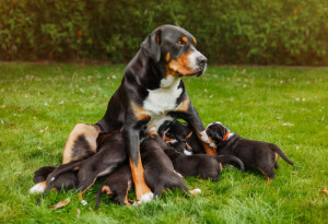 Mom and puppies