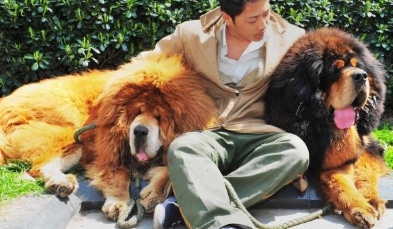 World's Most Expensive Dog Sells for WHAT?!!
