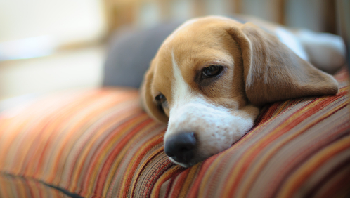 A Vet Shares 10 Warning Signs of Cancer in Your Dog