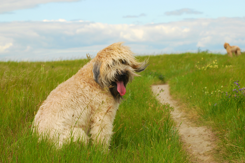 Soft Coated Wheaten Terriers