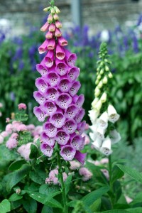 Foxglove is a popular flower, and very toxic