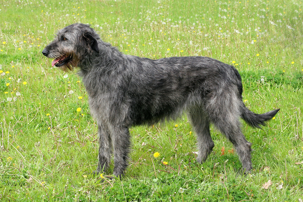 wire haired big dog